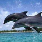 ସିମିଲିପାଲ ଜାତୀୟ ଉଦ୍ୟାନରେ ସୁରକ୍ଷା ବ୍ୟବସ୍ଥା କଠୋର